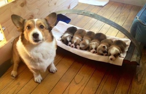 Гордые мамочки очаровательных щенят (27 фото)