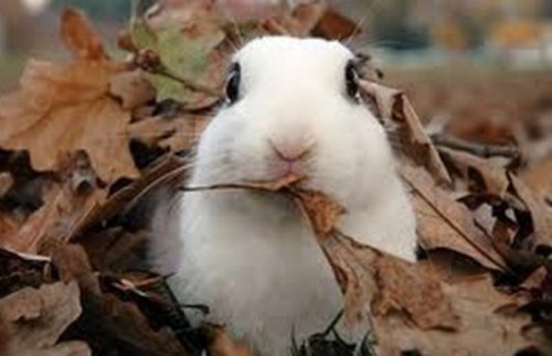Животные в осенних листьях (10 фото)