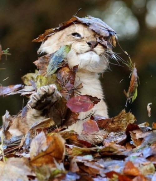 Животные в осенних листьях (10 фото)