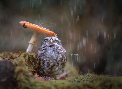Очаровательная сова Польди в фотографиях Тани Брандт (10 фото)