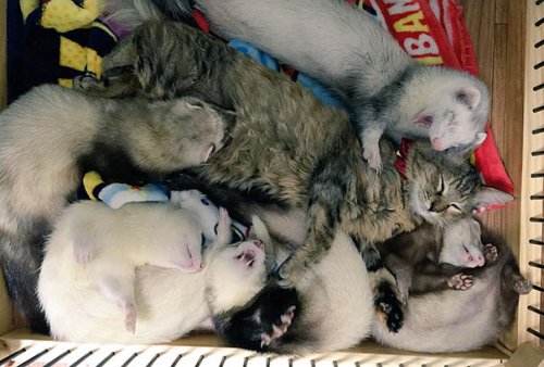 Кошечка Комари и её приёмные братья хорьки (12 фото)