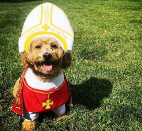 Собаки в костюмах папы римского (10 фото)