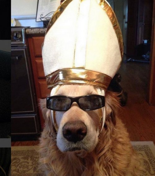 Собаки в костюмах папы римского (10 фото)