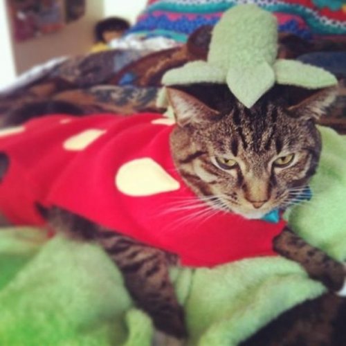 Кошки, недовольные своими хэллоуинскими костюмами (21 фото)