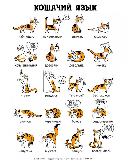 Иллюстрации Лили Чин, которые помогут понять кошек и собак (2 шт)