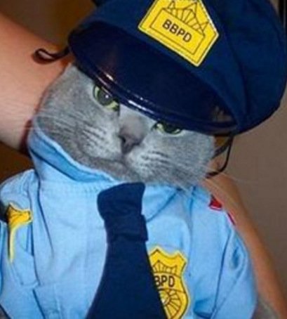Кошки-полицейские (10 фото)