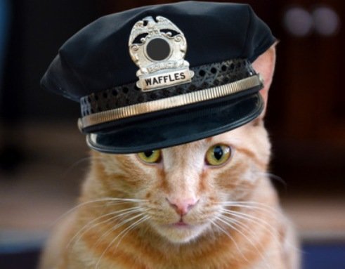 Кошки-полицейские (10 фото)
