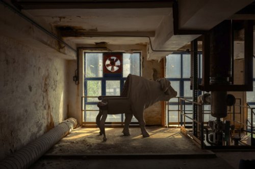 Кресла в виде животных от Максимо Риеры (8 фото)