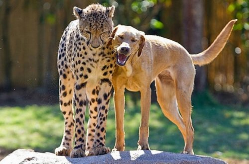 Неожиданная дружба собак с другими животными (10 фото)