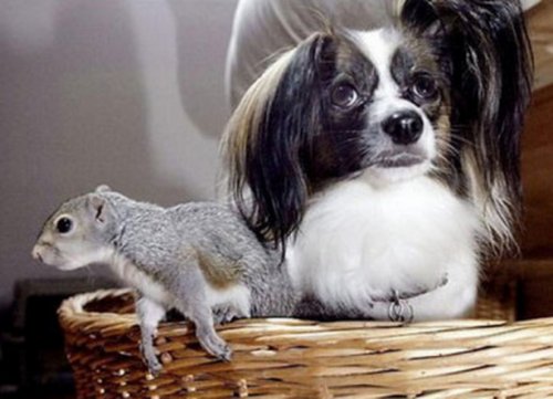 Неожиданная дружба собак с другими животными (10 фото)