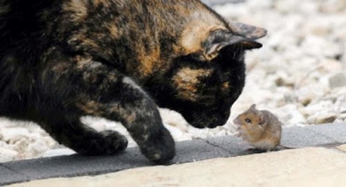 Кошки-мышки (14 фото)