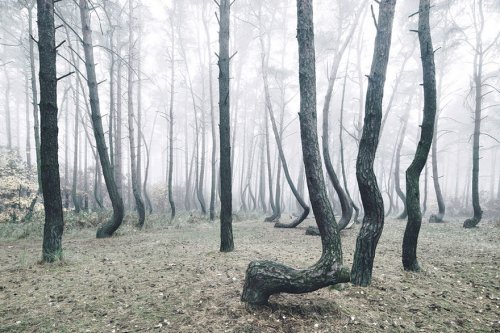 Мистический лес с кривыми деревьями в Польше (6 фото)