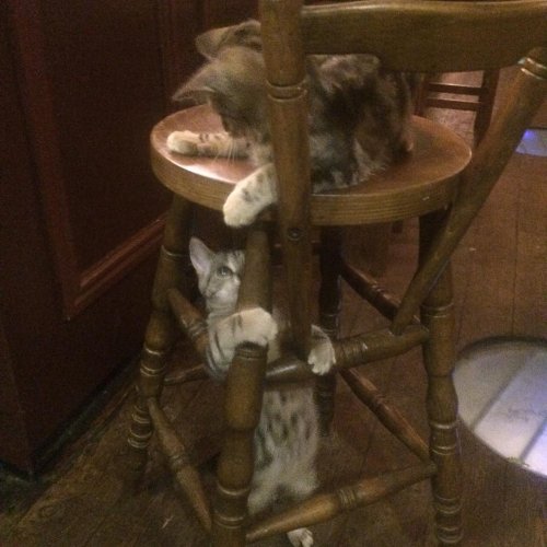 Английский паб "Кожа да когти", в котором живут 15 кошек (8 фото)