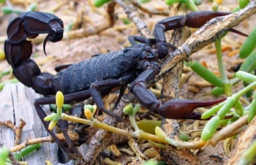 Топ-25: Факты о скорпионах, о которых вы могли не знать