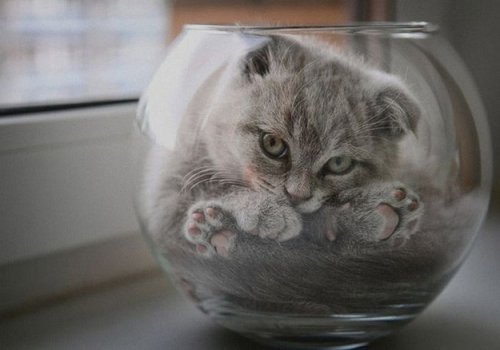 Кошки, обладающие свойствами жидкости (18 фото)