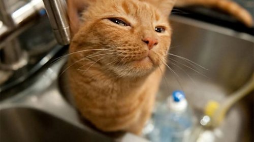 Подозрительные коты, которые всех выведут на чистую воду (14 фото)