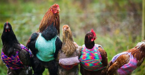 Добрые англичанки дают приют и вяжут джемперы для старых куриц (4 фото + видео)