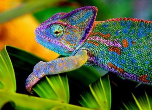 Топ-10: Потрясающие животные с радужной окраской