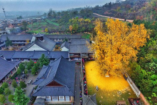 14-вековое реликтовое дерево превратило двор буддийского храма в золотистый океан (5 фото)