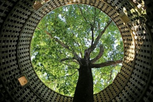 Вековой дуб, выросший внутри голубятни (5 фото)