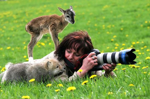 Фотографы дикой природы во время своей работы (33 фото)