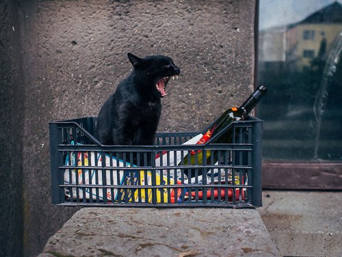 Городские кошки в фотографиях Хажду Тамаса (26 фото)