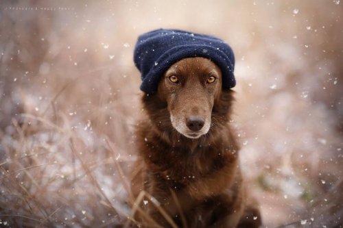 Портреты собак в работах фотографа Анны Гейер (27 фото)