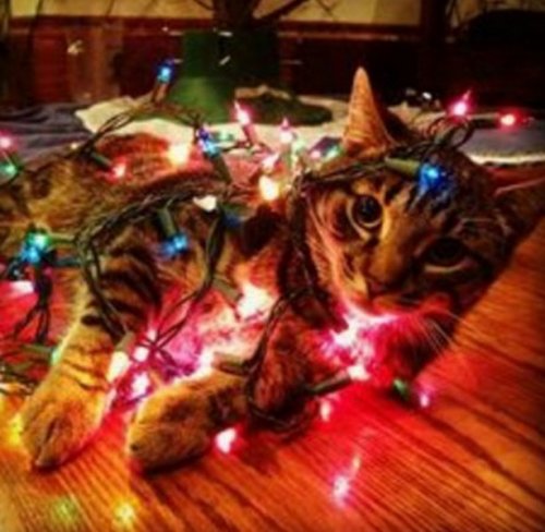 Самые новогодние кошки (10 фото)