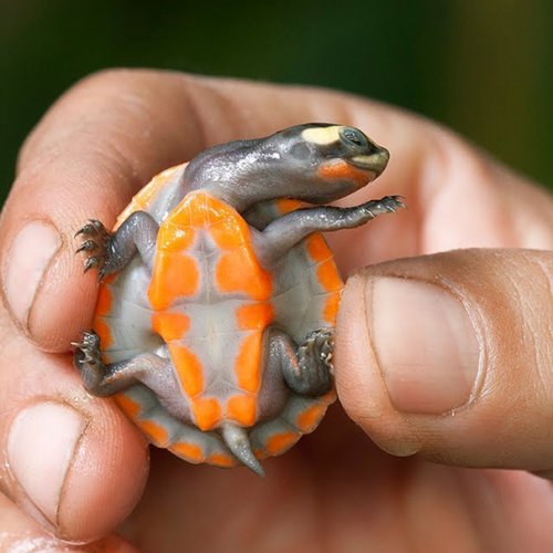 Очаровательные черепахи и черепашата (32 фото)