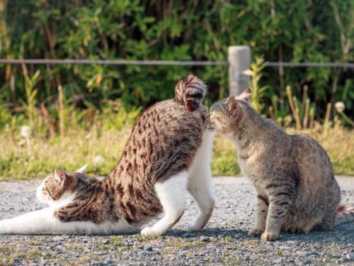 Смешные стоп-кадры с кошками (19 фото)