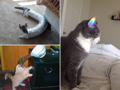 Смешные стоп-кадры с кошками (19 фото)