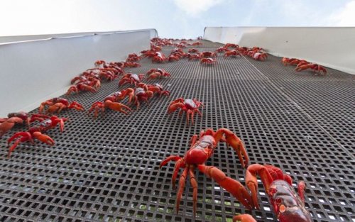 Ежегодная миграция миллионов красных крабов на острове Рождества (11 фото)