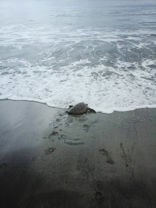 Мужчина выкупает морских черепах, чтобы вернуть их обратно в море (4 фото)