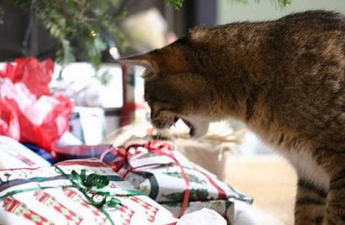 Кошки и новогодние подарки (10 фото)