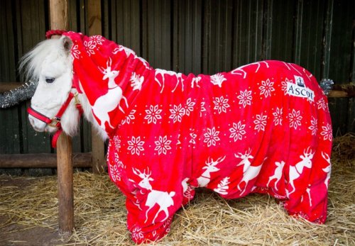 Рождественский наряд для пони Даффи (7 фото)