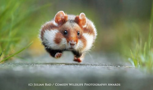Победители фотоконкурса The Comedy Wildlife Photography Awards (13 фото)