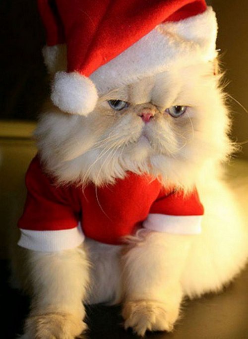 Забавные животные в костюме Санта-Клауса (14 фото)