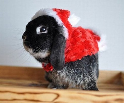 Забавные животные в костюме Санта-Клауса (14 фото)