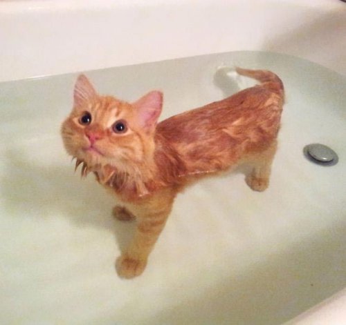 Кошки-любительницы водных процедур (24 фото)