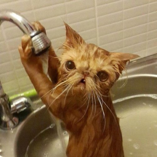 Кошки-любительницы водных процедур (24 фото)