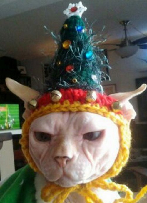 Забавные кошки в праздничных костюмах новогодней ёлки (10 фото)