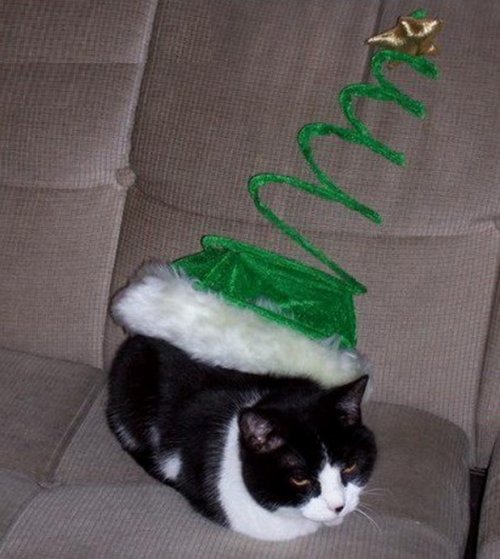 Забавные кошки в праздничных костюмах новогодней ёлки (10 фото)