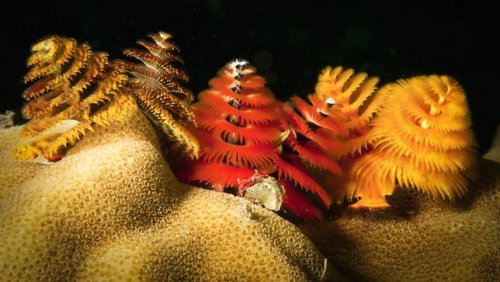 Симпатичные морские черви, похожие на новогоднюю ёлку (12 фото)
