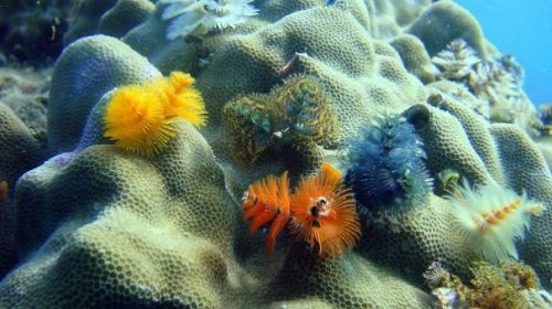 Симпатичные морские черви, похожие на новогоднюю ёлку (12 фото)