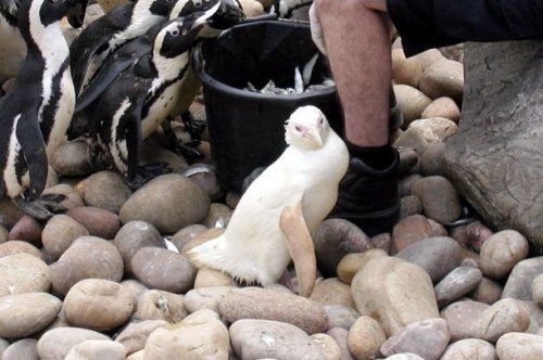 Топ 25: Потрясающие белые животные или альбиносы, на которых интересно посмотреть