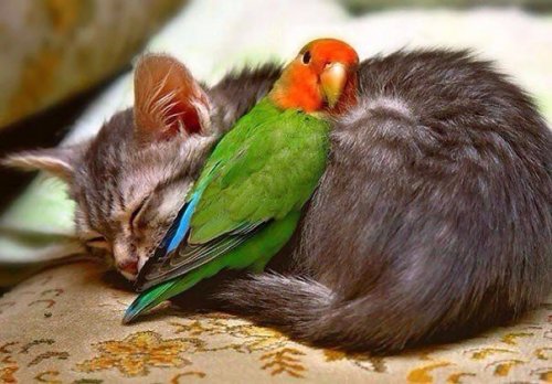 Невероятные примеры дружбы между животными (23 фото)