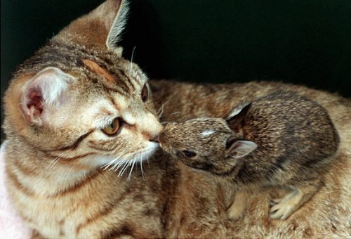 Невероятные примеры дружбы между животными (23 фото)