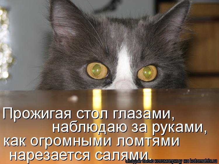 Включи выключи котов. Эти глаза напротив прикол. Кот с дальним светом. Эти глаза напротив картинки прикольные. Прикольные взгляды кошек.