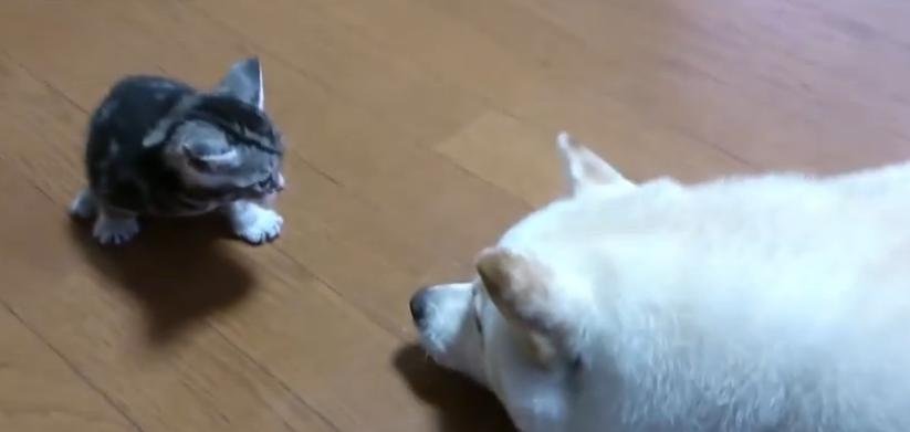 знакомство котенка и собаки
