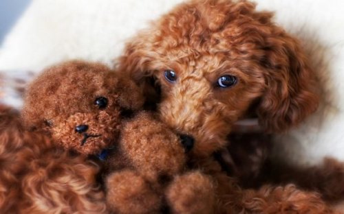 Очаровательные щенки, похожие на мишку Тедди (29 фото)